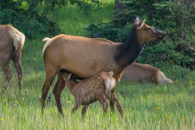 Morning Jasper National Park Wildlife Tour - Cancellation and booking details worth noticing
