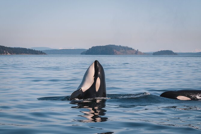 Nanaimo Whale Watching in a Semi-Covered Boat - Setting out from Nanaimo’s Front Street
