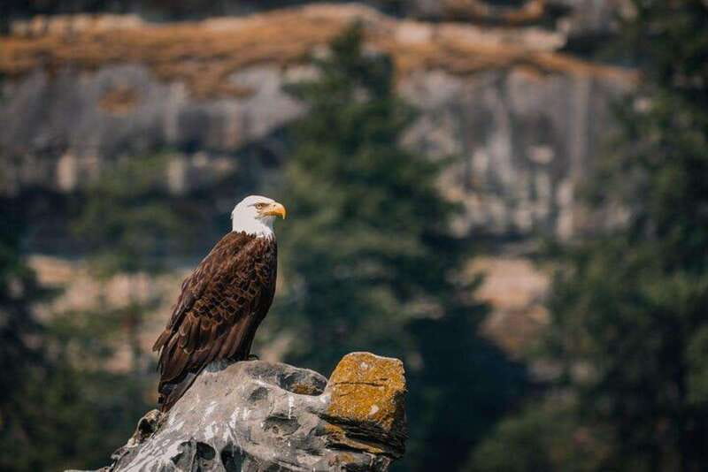 Nanaimo: Whale Watching Open Boat Tour - Key points before you book