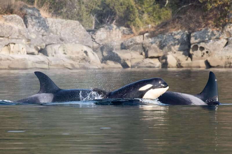 Nanaimo: Whale Watching Open Boat Tour - Humpbacks, orcas, and the luck factor