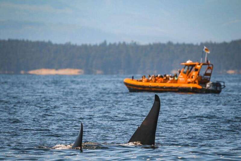 Nanaimo: Whale Watching Open Boat Tour - Guides who bring the sea to life