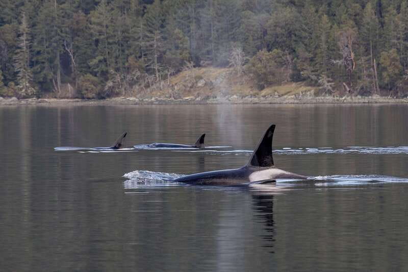Nanaimo: Whale Watching Open Boat Tour - Who will enjoy this most?