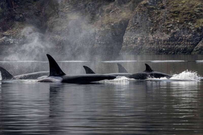 Nanaimo: Whale Watching Open Boat Tour - Cruising into the Salish Sea