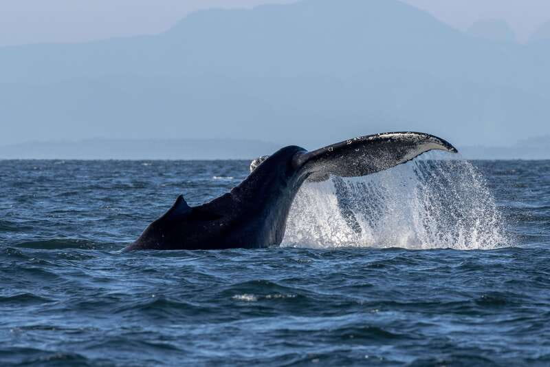 Nanaimo: Whale Watching Semi-Covered Boat Tour - Starting at Nanaimo’s Front Street waterfront