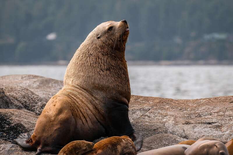 Nanaimo: Whale Watching Semi-Covered Boat Tour - About an hour focused on whales