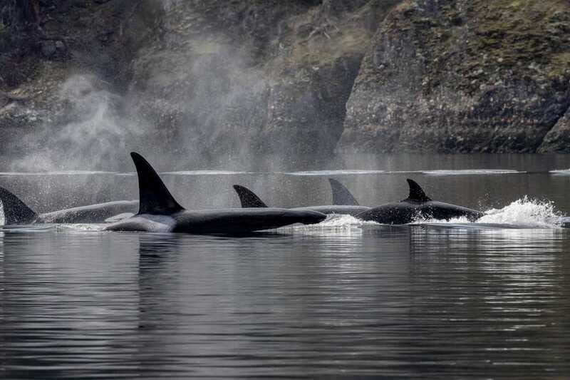 Nanaimo: Whale Watching Semi-Covered Boat Tour - Guides who make the science accessible