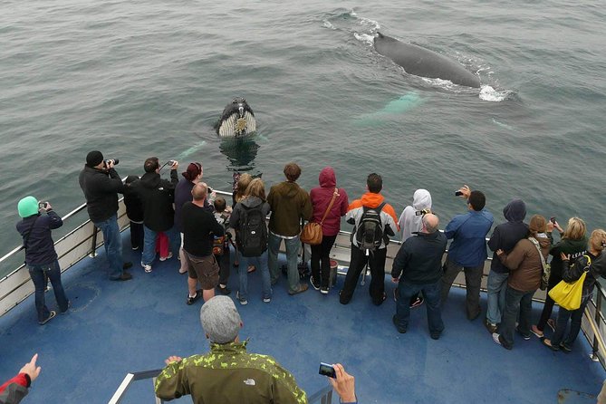 Newfoundland Puffin and Whale Watch Cruise - Key points to know before you go