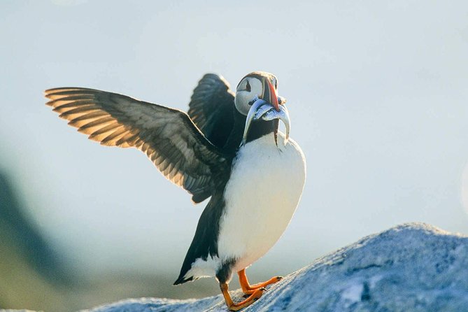 Newfoundland Puffin and Whale Watch Cruise - Puffins from mid-May through mid-September