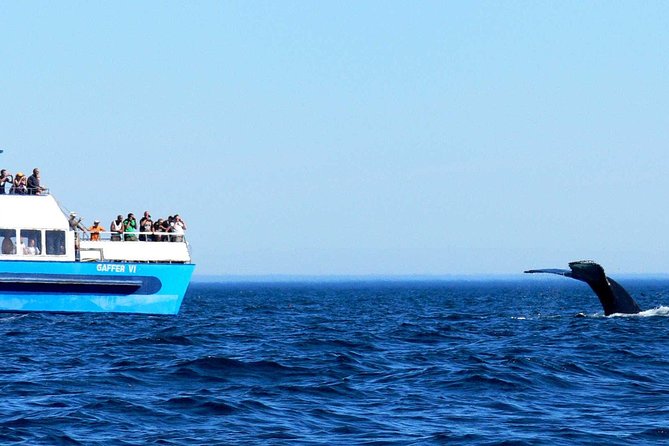 Newfoundland Puffin and Whale Watch Cruise - Whale watching from mid-June to mid-August