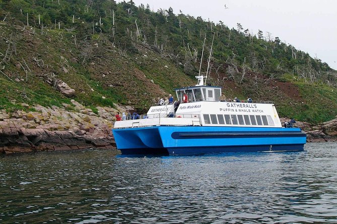 Newfoundland Puffin and Whale Watch Cruise - What the commentary adds to the ride