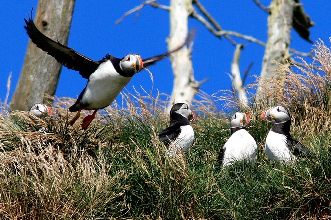 Newfoundland Puffin and Whale Watch Cruise - Weather, comfort, and seasickness
