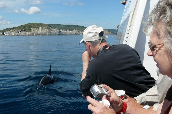 Newfoundland Puffin and Whale Watch Cruise - Boarding the Gaffer VI catamaran