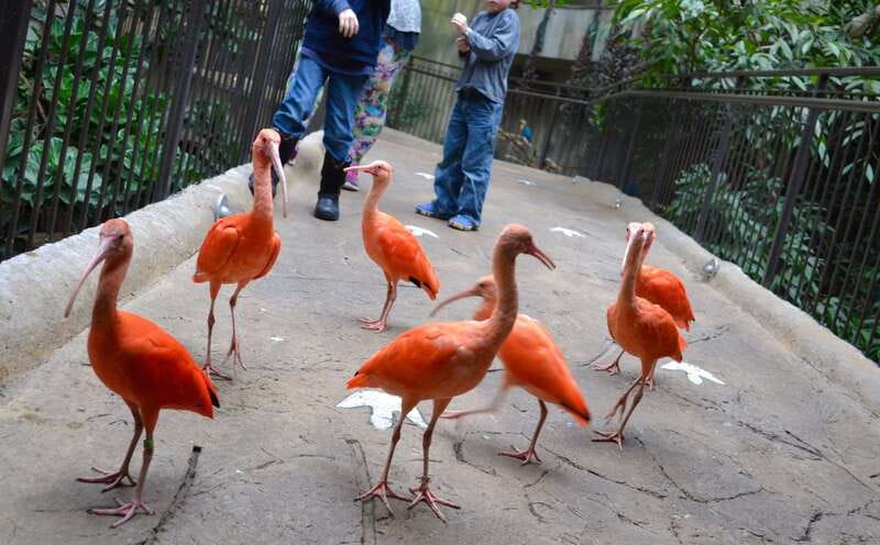 Niagara Falls, Canada: Bird Kingdom Entry Ticket - Key points to know before you go