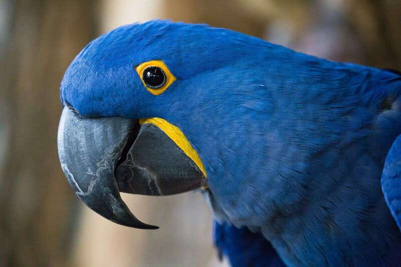 Niagara Falls, Canada: Bird Kingdom Entry Ticket - The first levels: history, reptiles, and smaller creatures