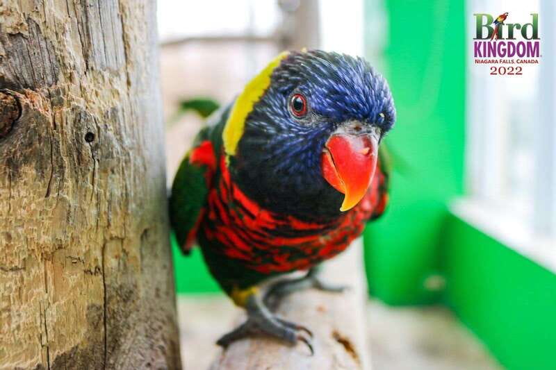 Niagara Falls, Canada: Bird Kingdom Entry Ticket - Parrot encounters and live demonstrations