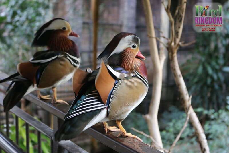 Niagara Falls, Canada: Bird Kingdom Entry Ticket - The Night Jungle and exotic animals