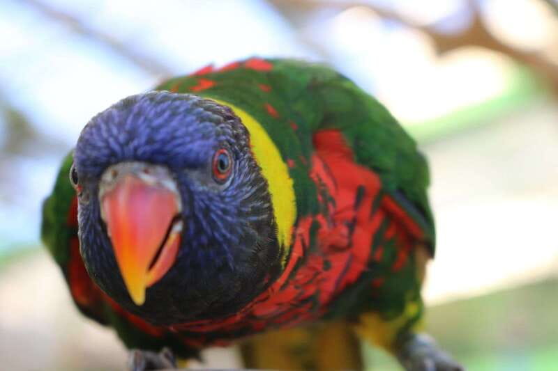 Niagara Falls, Canada: Bird Kingdom Entry Ticket - How long the visit really takes
