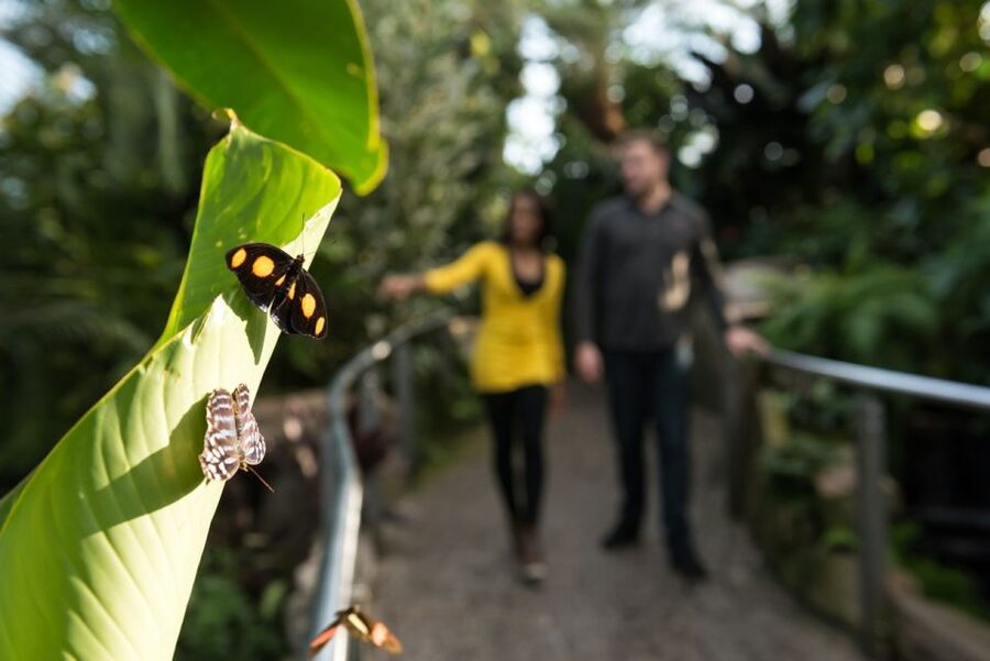 Niagara Falls, Canada: Butterfly Conservatory Admission - The rainforest paths, pond, and waterfall