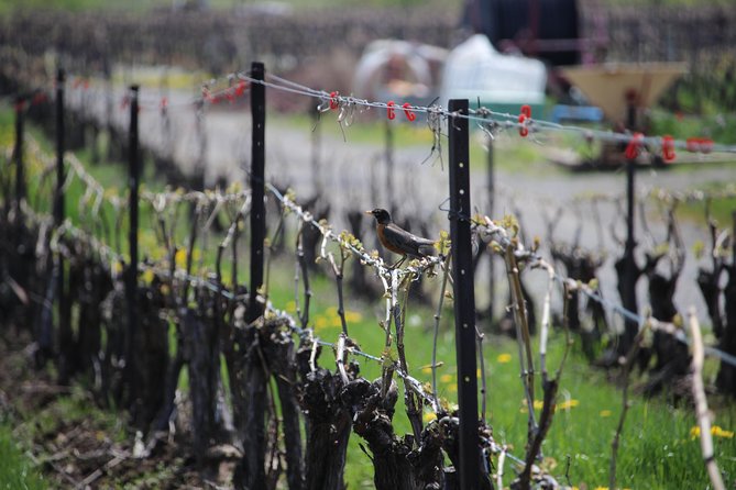 Niagara-on-the-Lake Grape to Glass Wine Experience - Why this short winery tour works