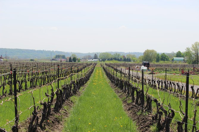 Niagara-on-the-Lake Grape to Glass Wine Experience - Tasting Red Barn, Reserve, and ice wine