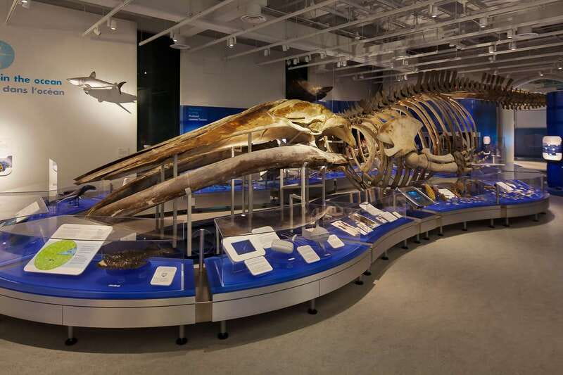 Ottawa: Canadian Museum of Nature Admission - Is the $19 admission good value?