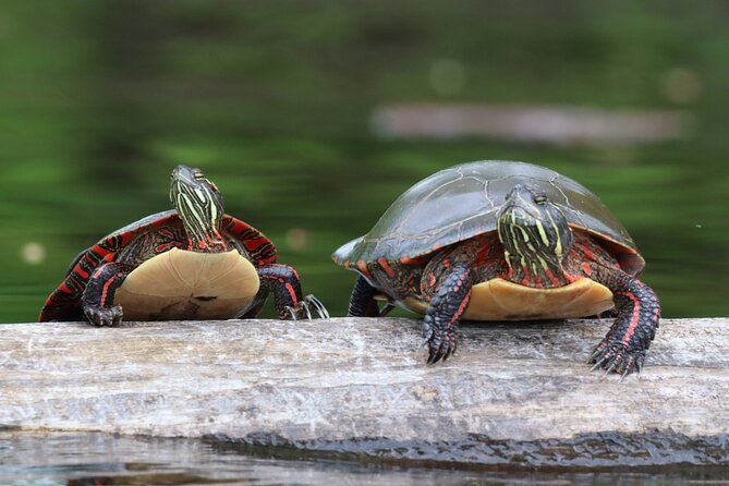 Ottawa: Ecological Reserve Kayak Tour with Turtle Sightings - Paddling the reserve for two to three hours