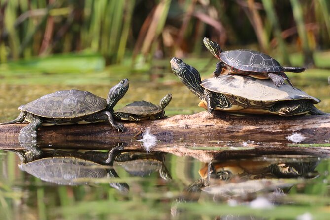 Ottawa: Ecological Reserve Kayak Tour with Turtle Sightings - Price and what you get for $47
