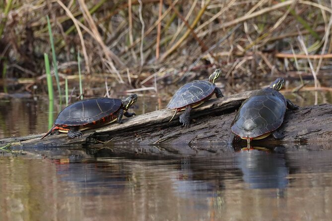 Ottawa: Ecological Reserve Kayak Tour with Turtle Sightings - Who will enjoy this most