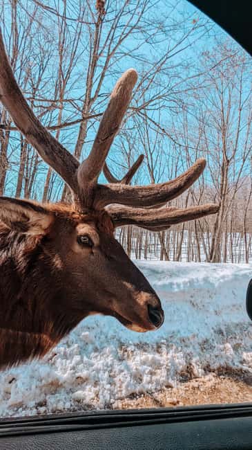 Ottawa: Private Parc Omega Wildlife Safari – Winter Magic - Key details before you book