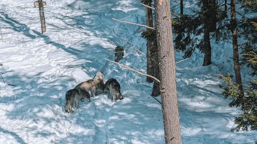 Ottawa: Private Parc Omega Wildlife Safari – Winter Magic - Who should book this safari?