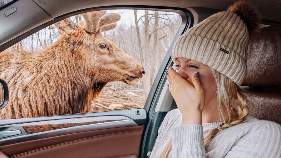 Ottawa: Private Parc Omega Wildlife Safari – Winter Magic - Why Parc Omega makes a good Ottawa day trip