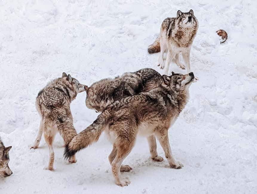 Ottawa: Private Parc Omega Wildlife Safari – Winter Magic - Bison, wolves, caribou, and the larger animals