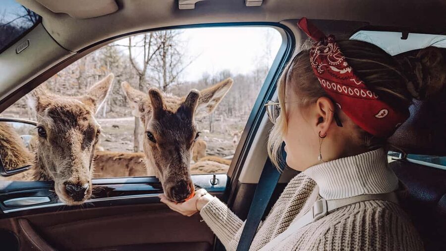 Ottawa: Private Parc Omega Wildlife Safari – Winter Magic - Why winter is special, and what it leaves out