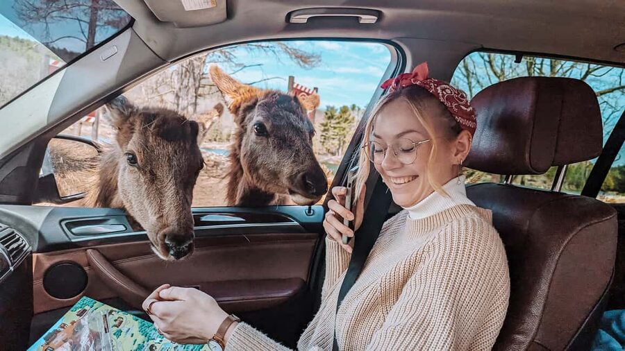 Ottawa: Private Parc Omega Wildlife Safari – Winter Magic - The guide can make or break the day