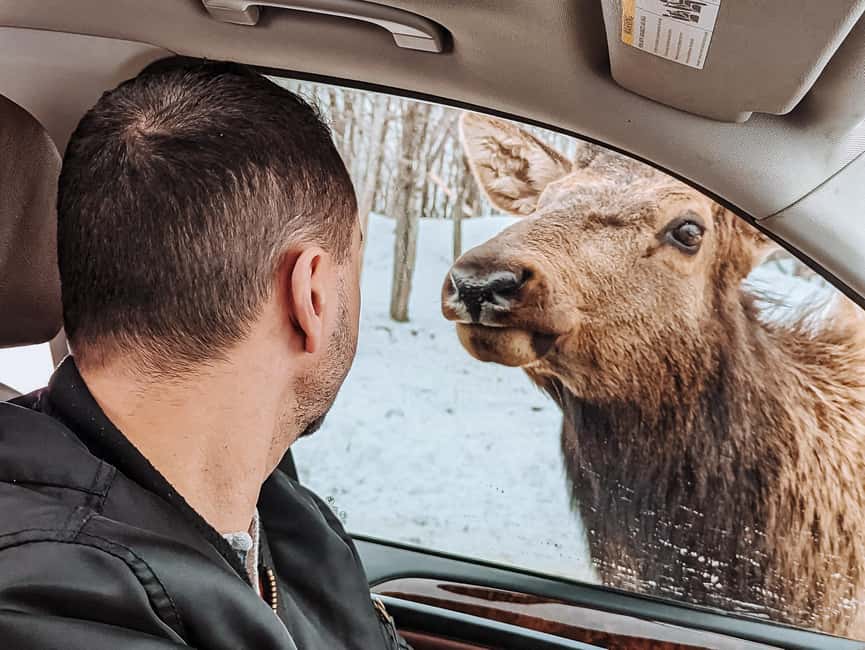 Ottawa: Private Parc Omega Wildlife Safari – Winter Magic - Is $183 per person good value?