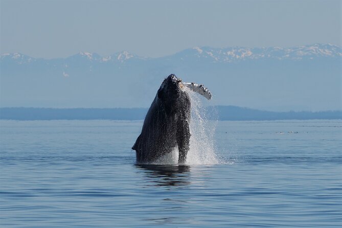 People Water Land- Indigenous Cultural and Wildlife Tour - Leaving Campbell River for the Salish Sea