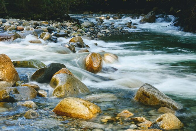 Photography in Rainforest & Suspension Bridge - Learning with a phone, DSLR, or borrowed camera