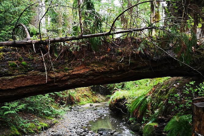 Private Guided Rainforest Hike in Victoria - Key points to know before you book