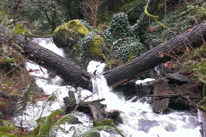Private Guided Rainforest Hike in Victoria - Why this private Victoria hike works so well