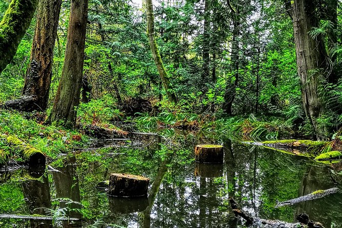 Private Guided Rainforest Hike in Victoria - Entering the old-growth rainforest
