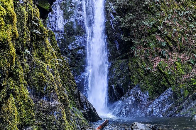 Private Guided Rainforest Hike in Victoria - Choosing between a gentle walk and a higher viewpoint