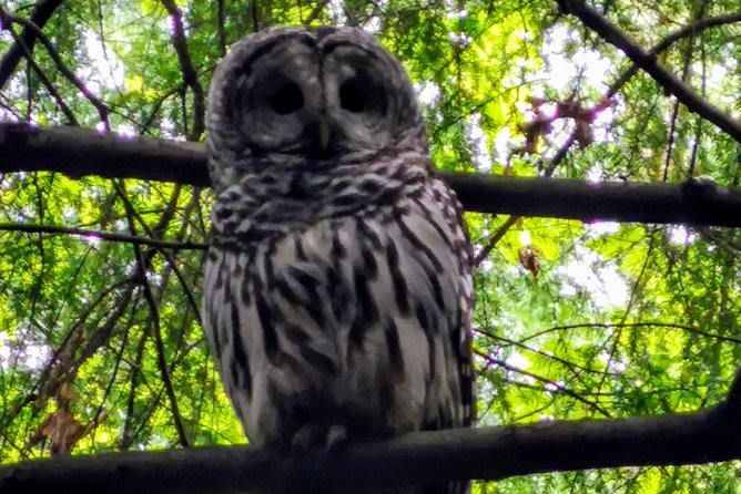 Private Guided Rainforest Hike in Victoria - Timing, booking, and cancellation details