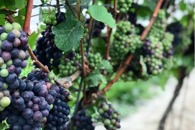 Private Wine & Charcuterie Tour (Customizable) - Why a private Niagara wine tour makes sense