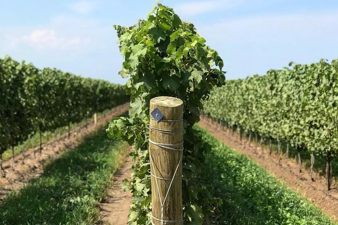 Private Wine & Charcuterie Tour (Customizable) - Pickup, timing, and what to plan