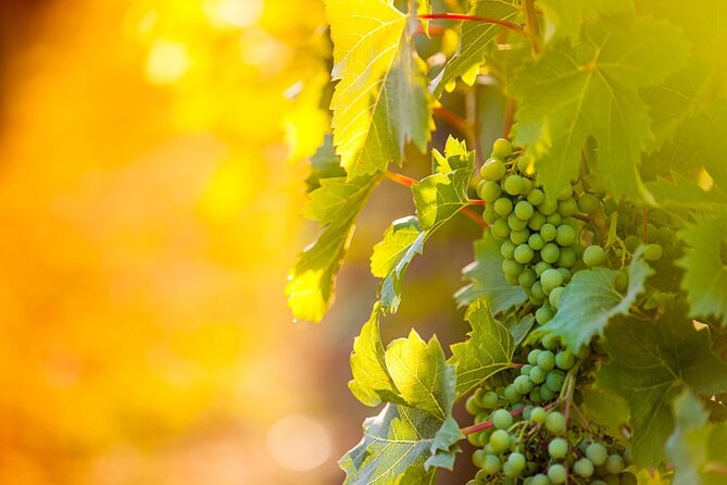 Private Wine Tour in Niagara-on-the-Lake w/ cheese & charcuterie - Why a private Niagara wine day works so well