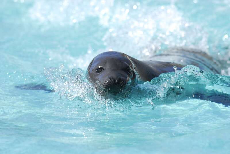 Quebec: Aquarium du Quebec Entry Ticket - Meet the polar bears from land and below water