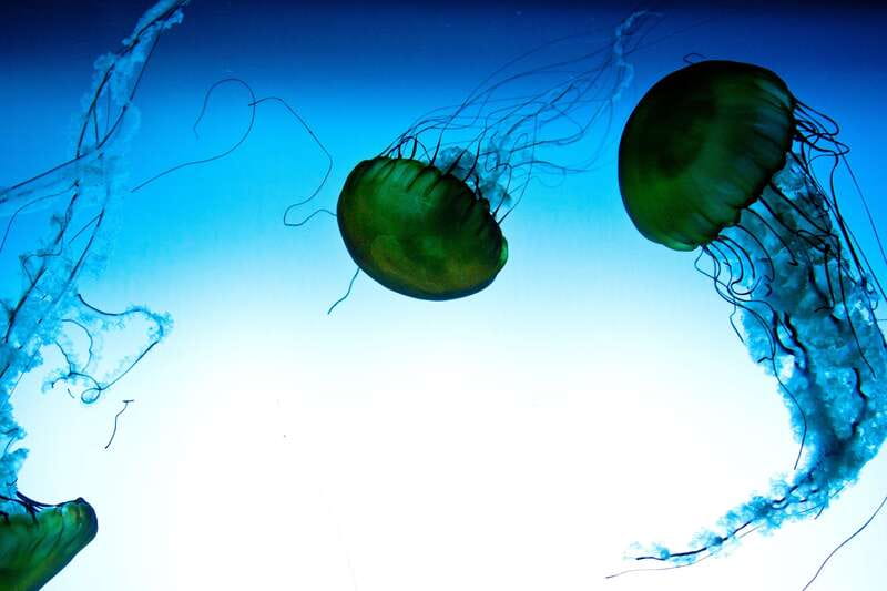 Quebec: Aquarium du Quebec Entry Ticket - Start indoors with the Awesome Ocean tunnel