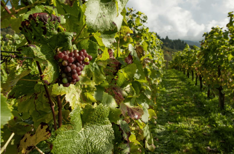 Quebec City: Island of Orleans Wine Tour - The island scenery between glasses