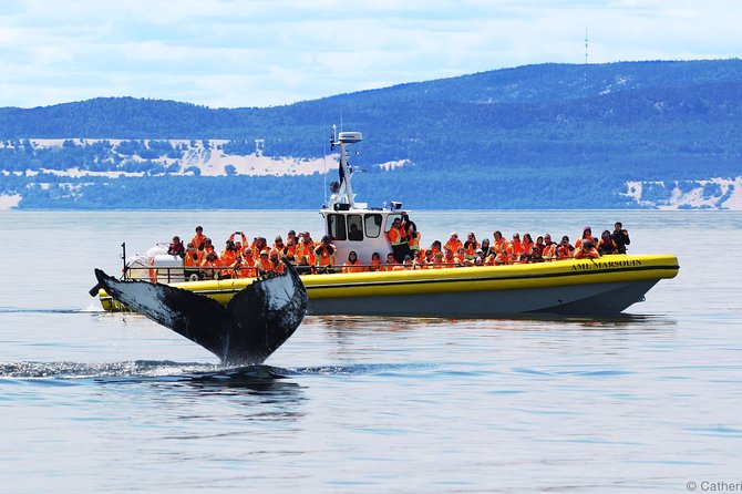 Québec City: Whale Watching Tour with Bus Transportation - Key facts before you book