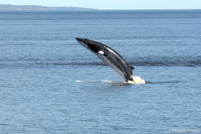 Québec City: Whale Watching Tour with Bus Transportation - Meeting at Fontaine de Tourny at 9 a.m.
